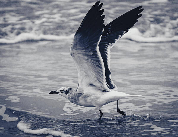 Seagull Poster featuring the photograph Take Flight by Mireyah Wolfe