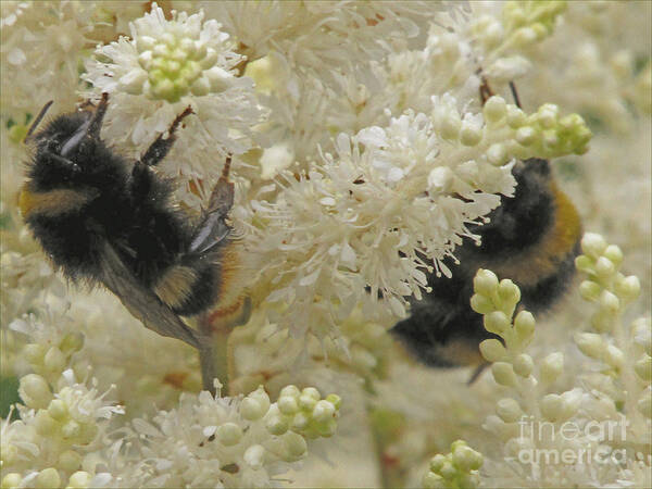 Bees Poster featuring the photograph Tea For Two 2 by Kim Tran
