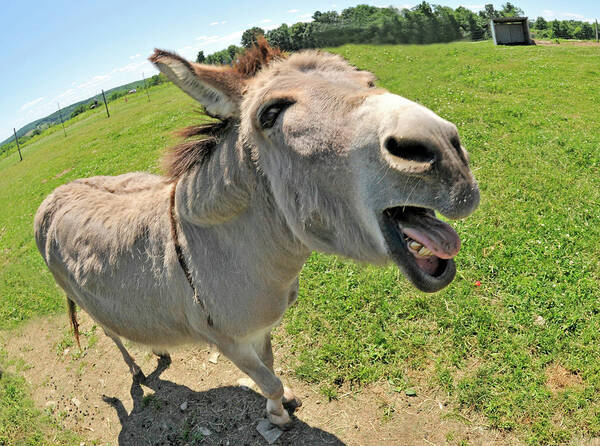 Donkey Poster featuring the photograph That Is The Damnedest Thing I Have Ever Heard by Robert Dann