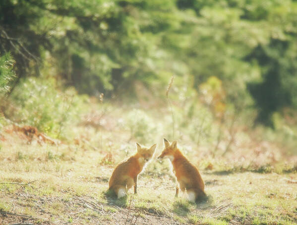 Fox Poster featuring the photograph The Fox in the Field by Carrie Ann Grippo-Pike