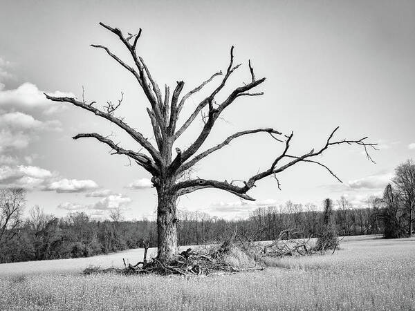 Bucks County Poster featuring the photograph The Last Tree by David Oakill