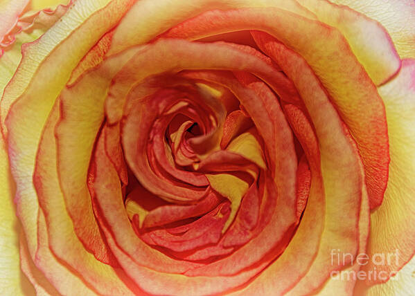  Poster featuring the photograph The Rose in Pink Yellow Orange by Janice Pariza