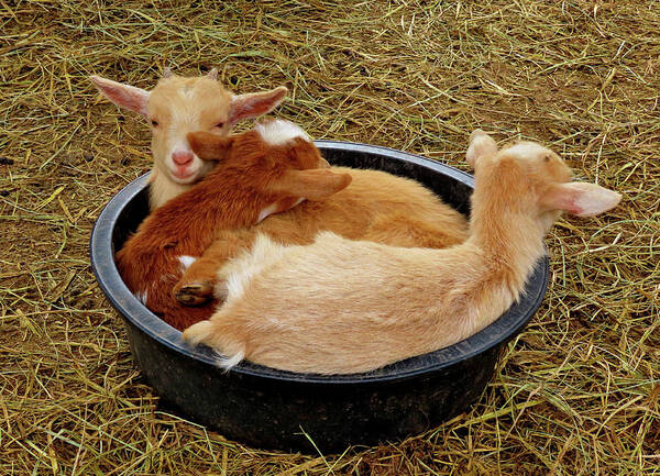 Goats Poster featuring the photograph Three Baby Goats in a Bowl by Linda Stern