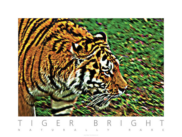 Tiger Poster featuring the photograph Tiger Bright Naturally Rare Poster by David Davies