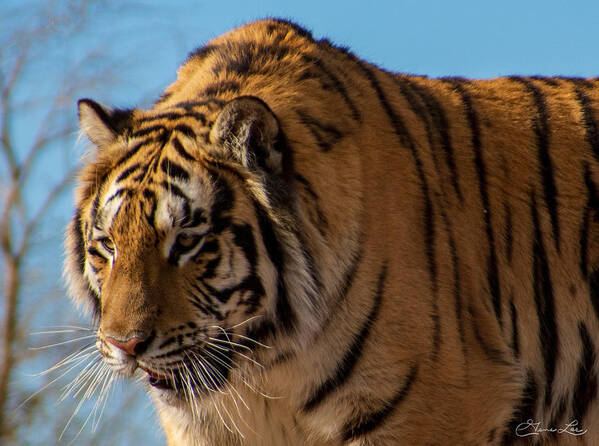 Fstop101 Tiger Zoo Africa Cat Stripes Feline Poster featuring the photograph Tiger by Gene Lee