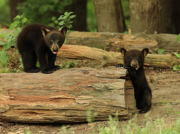 Bears Poster featuring the photograph Too Damn Cute by Duane Cross