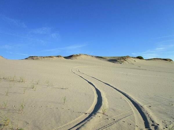 Sand Dunes Poster featuring the photograph Tracks on the Dunes by Annalisa Rivera-Franz