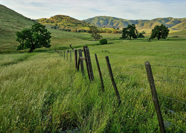 Morning Poster featuring the photograph Tranquility Yokohl Valley by Brett Harvey