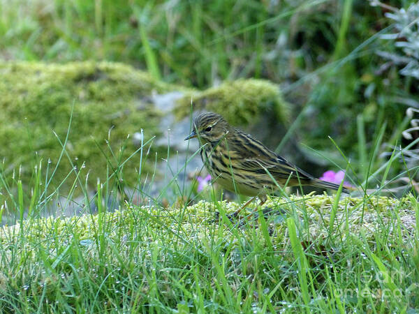 Tree Pipit Poster featuring the photograph Tree Pipit among grass by Phil Banks