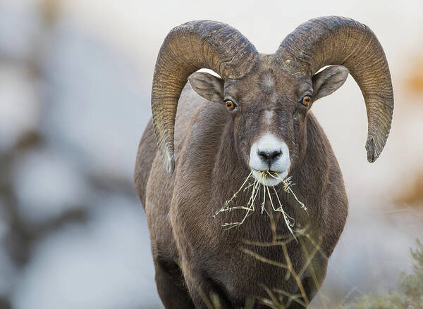 Bighorn Rams Poster featuring the photograph Wind River by Scott Warner