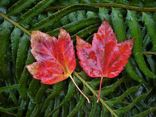 Maple Leaves Poster featuring the photograph Two Maple Leaves by Kathrin Poersch