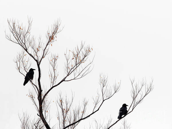 Bernardo Wma Poster featuring the photograph Two Ravens by Maresa Pryor-Luzier