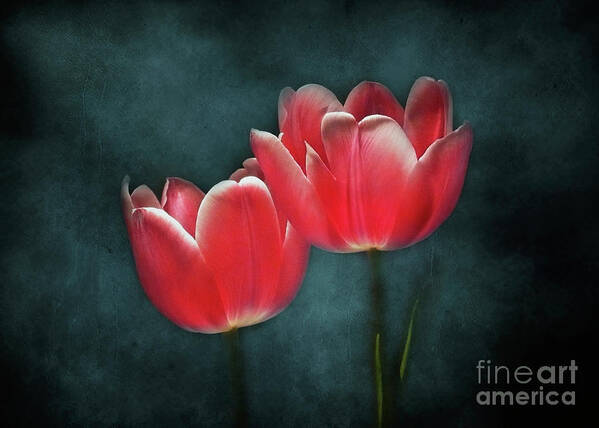 Tulips Poster featuring the photograph Two Tulips in the Light by Maria Janicki