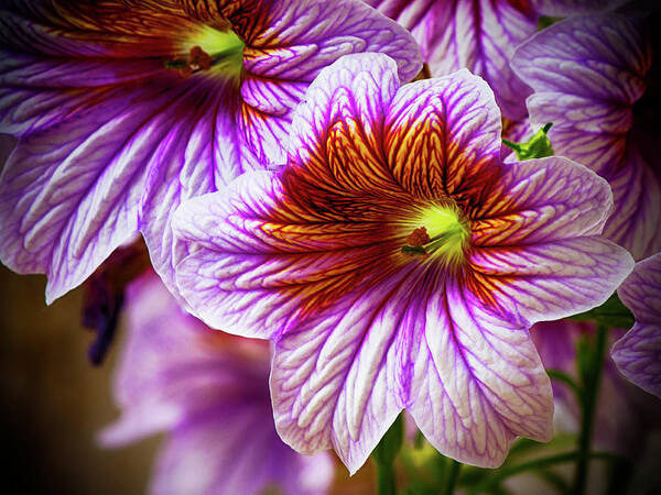 Blooming Poster featuring the photograph Variegated Purple Day Lily by Charles Floyd