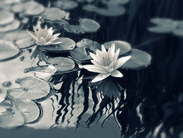 Nature Poster featuring the photograph Water Lily by Jessica Jenney