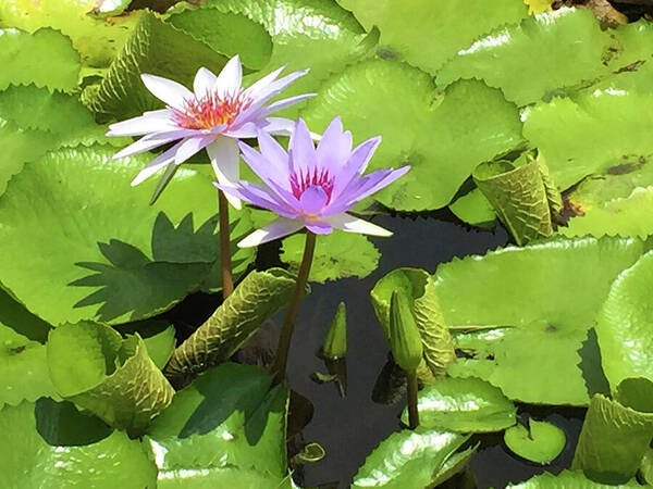 Lily Pads Poster featuring the photograph Waterlilies and Pads Closeup by Karen Zuk Rosenblatt