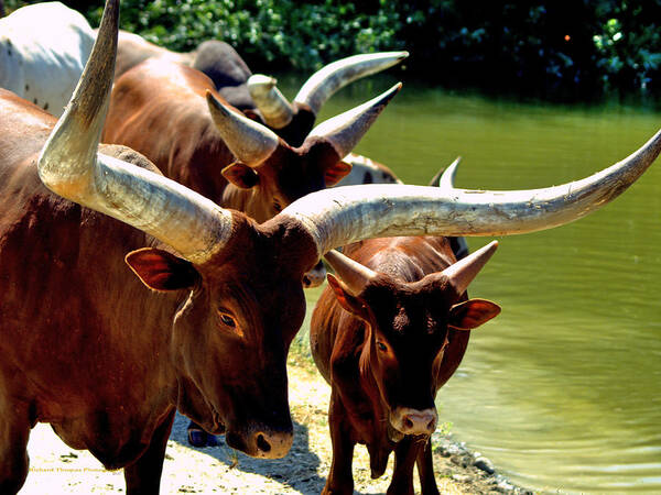 Animal Poster featuring the photograph Watusi Cattle Close by Richard Thomas