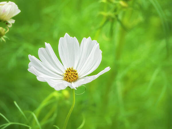Serene Poster featuring the photograph White Cosmos 1 by Marianne Campolongo