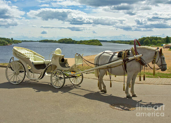 Horse Poster featuring the photograph White horse with white carriage by Irina Afonskaya