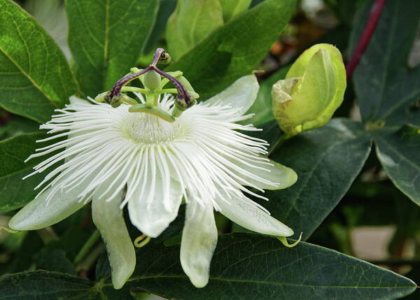White Poster featuring the photograph White Passion Flower by Jeff Townsend