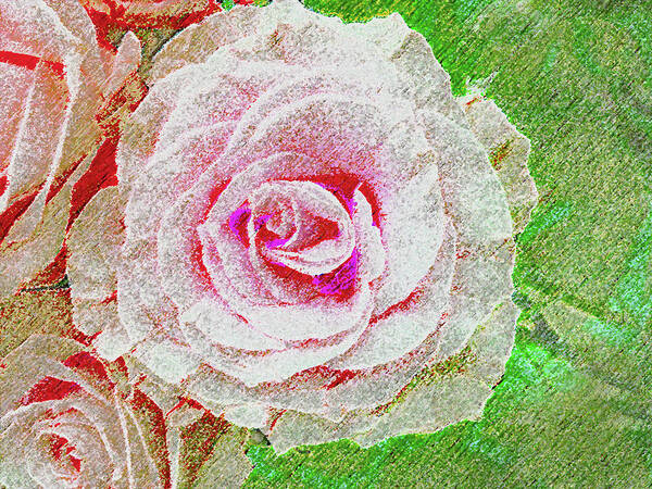 Rose Poster featuring the photograph White Rose in Pink and Green by Corinne Carroll