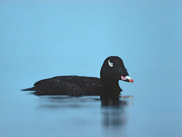 Tim Fitzharris Poster featuring the photograph White winged scoter, Esquimalt Lagoon, British Columbia by Tim Fitzharris