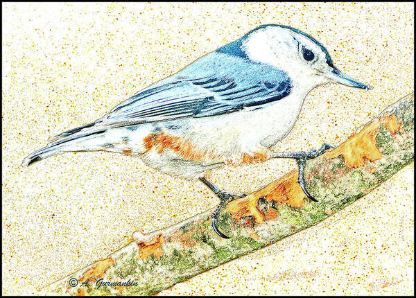 Horizontal Poster featuring the photograph Whitebreasted Nuthatch by A Macarthur Gurmankin