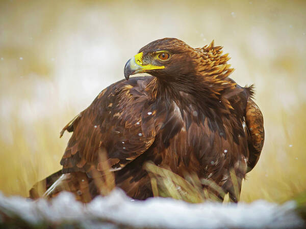 Eagle Poster featuring the photograph Wild Golden Eagle Portriat by Mark Miller
