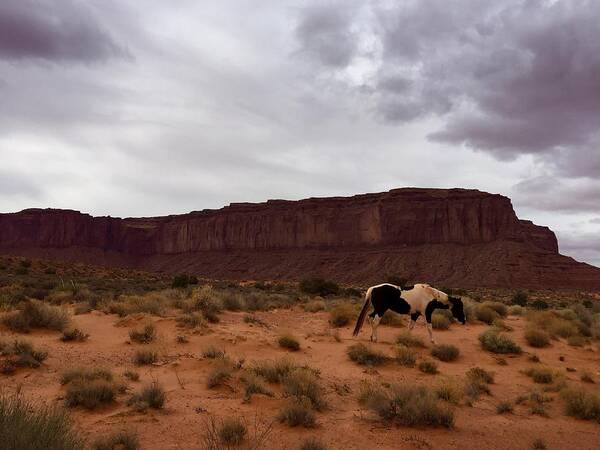 Monument Valley Poster featuring the photograph Wild Horse At Monument Valley Sight by Bettina X