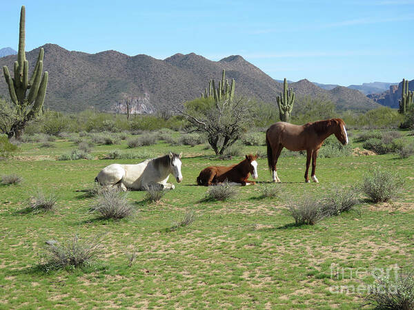 Horses Poster featuring the photograph Wild Horses by Mary Mikawoz