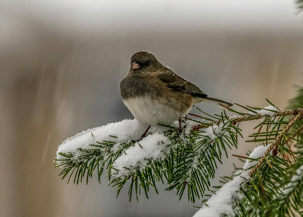 Songbird Poster featuring the photograph Winter Bird by Cathy Kovarik