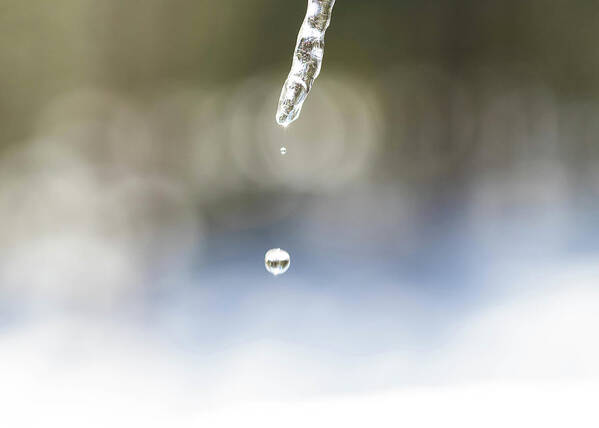 Water Poster featuring the photograph Winter Icicle Macro by Amelia Pearn