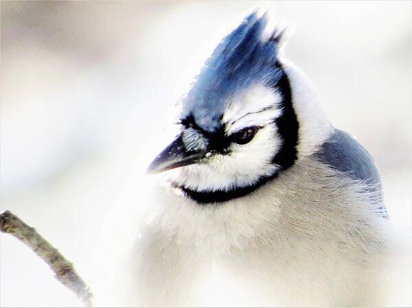 Blue Jay Poster featuring the photograph Winter Jay by Lori Frisch