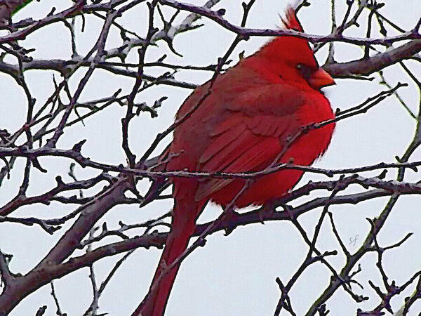 Redbird Poster featuring the mixed media Winter Red Bird, a cardinal in winter by Shelli Fitzpatrick