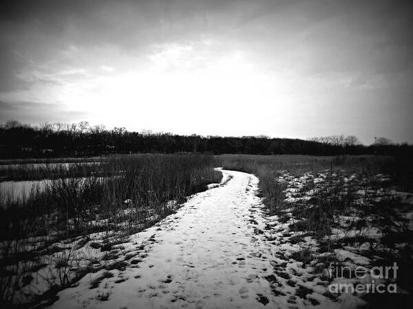 Monochrome Poster featuring the photograph Winter Wetlands Walk - Frank J Casella by Frank J Casella