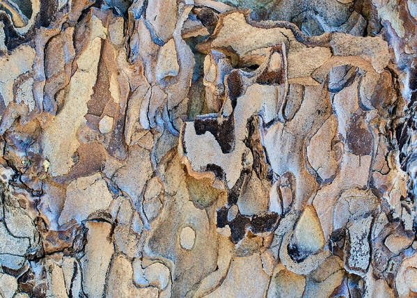 Tree Bark Poster featuring the photograph The bark of a pine tree by Alessandra RC