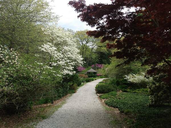 Laurelwood Arboretum Poster featuring the photograph Wooded Path at Laurelwood Arboretum by Christopher Lotito