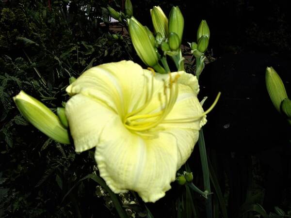 Lily Poster featuring the photograph Yellow Lily by Nancy Ayanna Wyatt