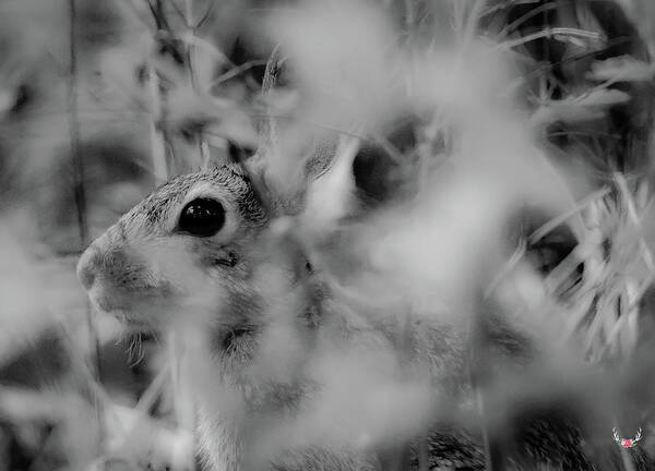 Rabbit Poster featuring the photograph You Can't See Me by Pam Rendall