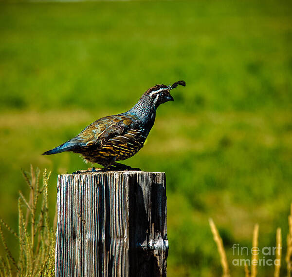 Birds Poster featuring the photograph California Valley Quail by Robert Bales