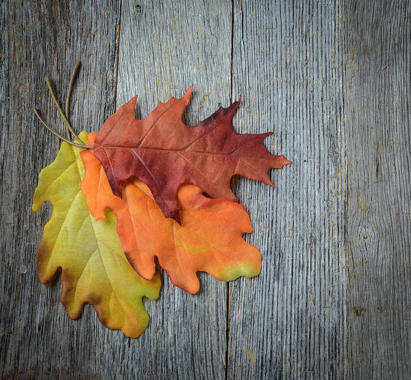 Macro Poster featuring the photograph Autumn Leaves On Rustic Wooden Background #1 by Brandon Bourdages