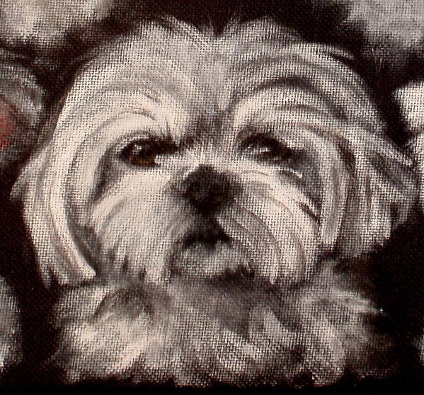 Shih Tzu Portrait Poster featuring the painting Katie #1 by Carol Russell