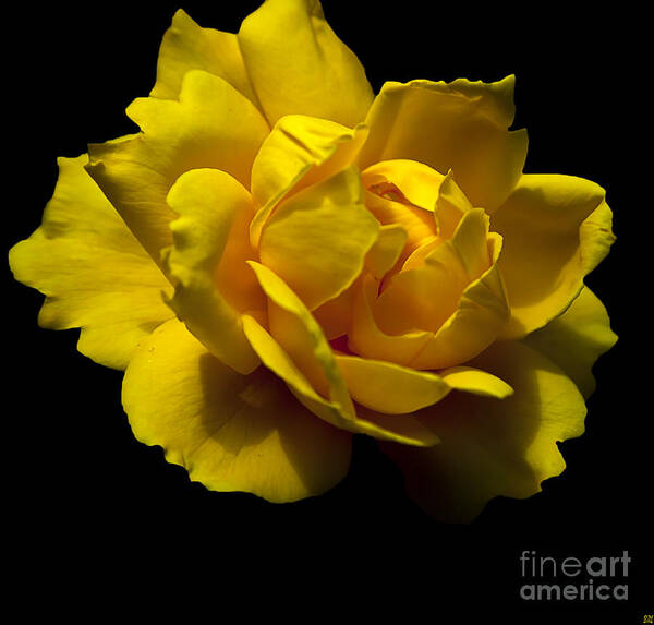 Yellow Roses Poster featuring the photograph Lemon Rose by David Millenheft