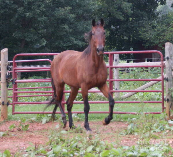 Horse Poster featuring the photograph Crow by Wendy Coulson