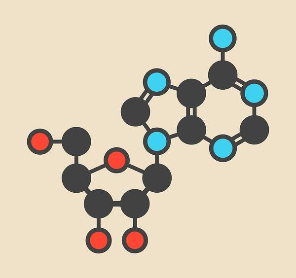 Adenosine Poster featuring the photograph Adenosine Purine Nucleoside Molecule #4 by Molekuul