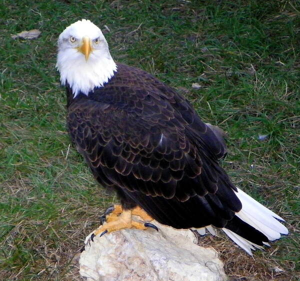 American Eagle Poster featuring the photograph American Bald Eagle 2 by Sheri McLeroy
