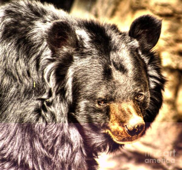 Bear Poster featuring the photograph Asiatic Black Bear by Steven Parker