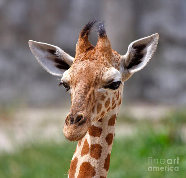 Nature Poster featuring the photograph Baby Giraffe by Louise Heusinkveld