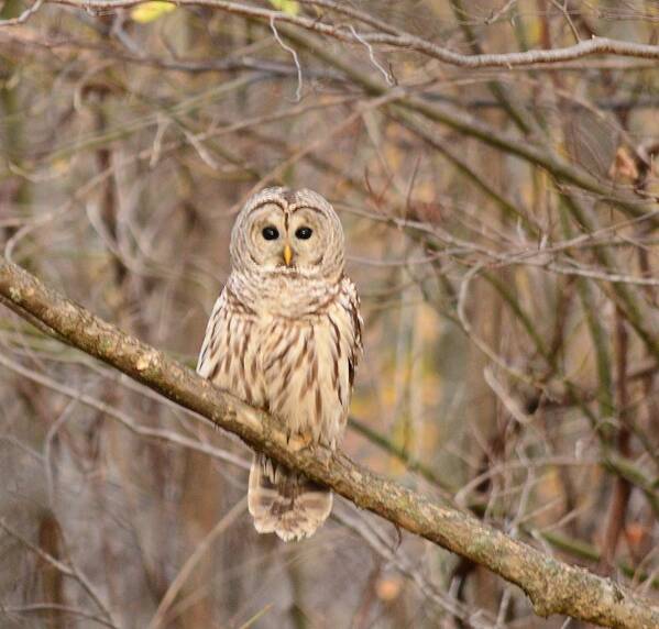 Barred Owl Poster featuring the photograph Barred Owl by Judy Genovese
