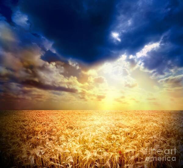 Beautiful Poster featuring the photograph Beautiful Wheat Sun by Boon Mee